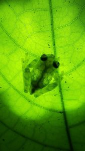 Foto rana fantasma